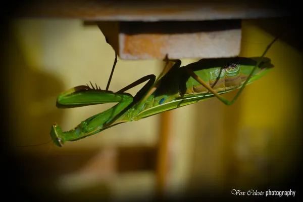 Mantis holding on thumbnail