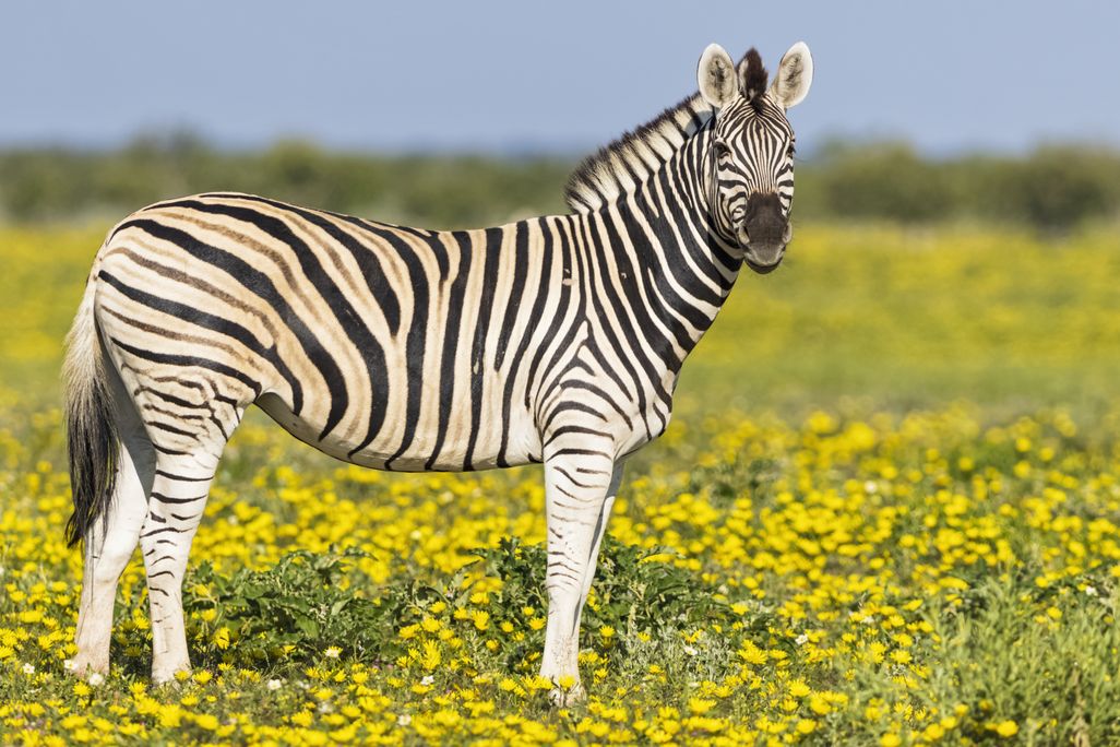 A zebra in a field of yellow flowers in Namibia