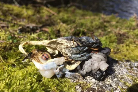 Researcher Jack Ashby initially suspected a crow was responsible for the toad's skinning, but after examining the photo, he concluded that an otter was the more likely culprit