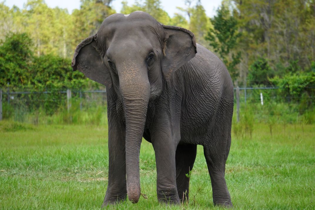 One elephant stands in a grassy field with a fence in the background