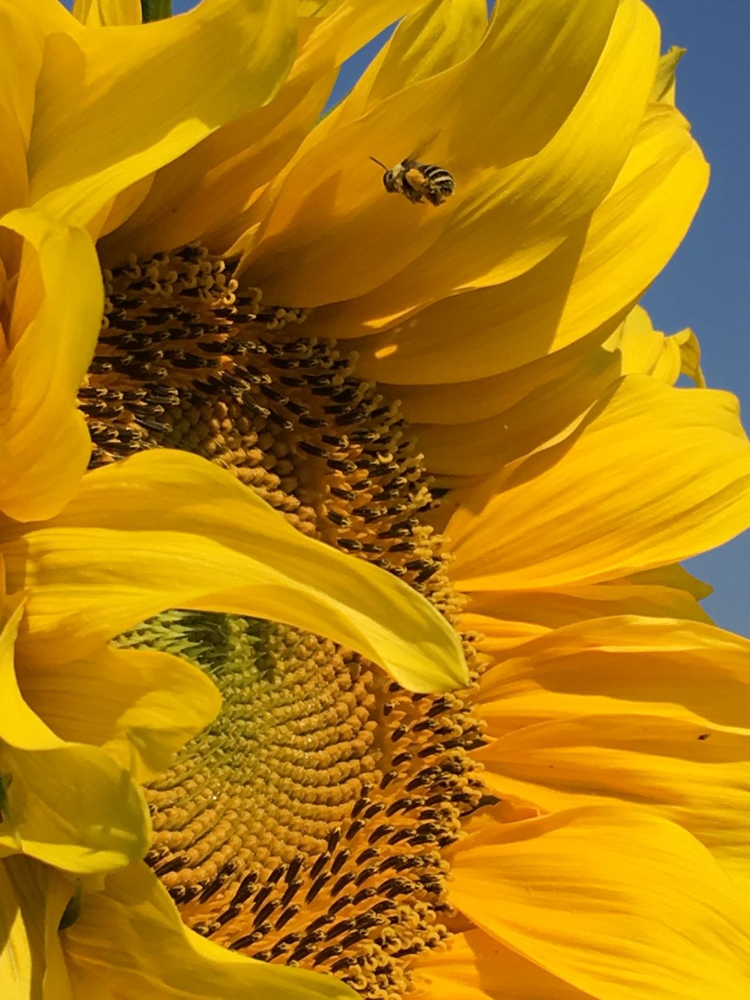 The Farmers Assistant Smithsonian Photo Contest Smithsonian Magazine