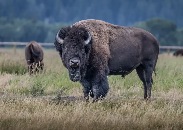 Bison checking the crowd thumbnail