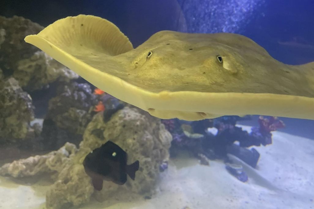 a tan-colored stingray swimming toward the camera in an aquarium above a fish, rocks and sand