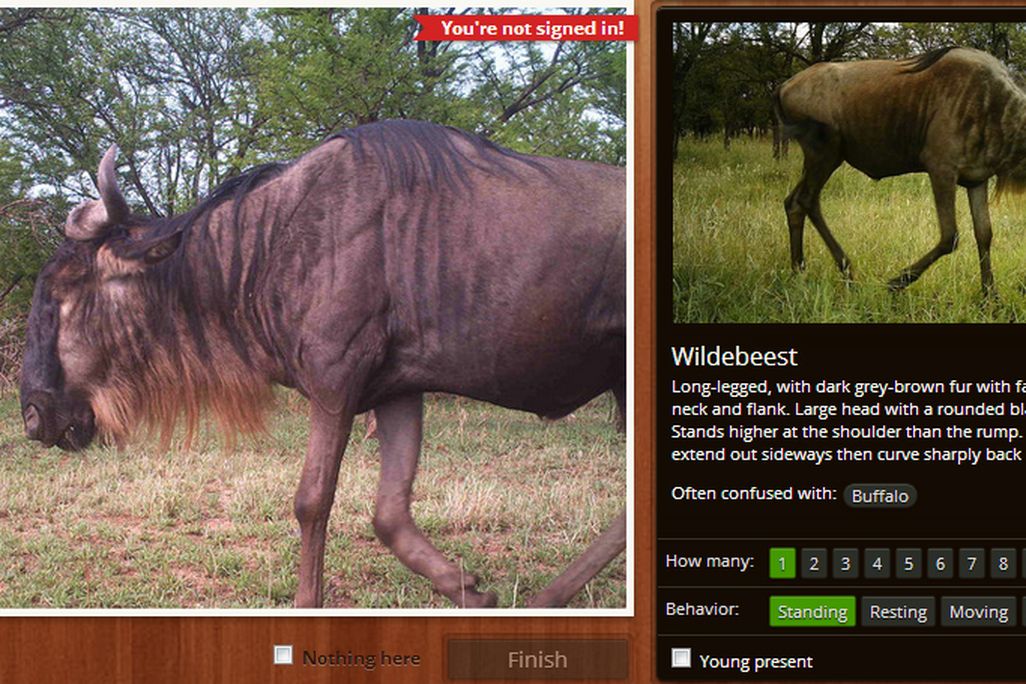 2012121211102012_12_2012_snapshot-serengeti.jpg