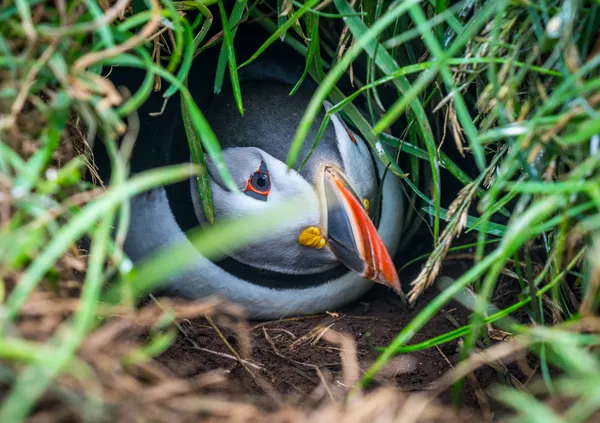 A Puffin in a Burrow thumbnail