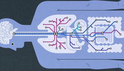 Everything You Wanted to Know About the Longest Nerve in the Body
