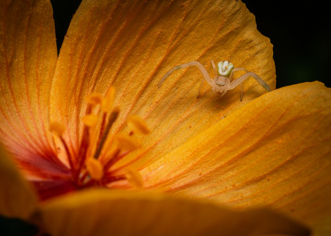 Patient Predator | Smithsonian Photo Contest | Smithsonian Magazine