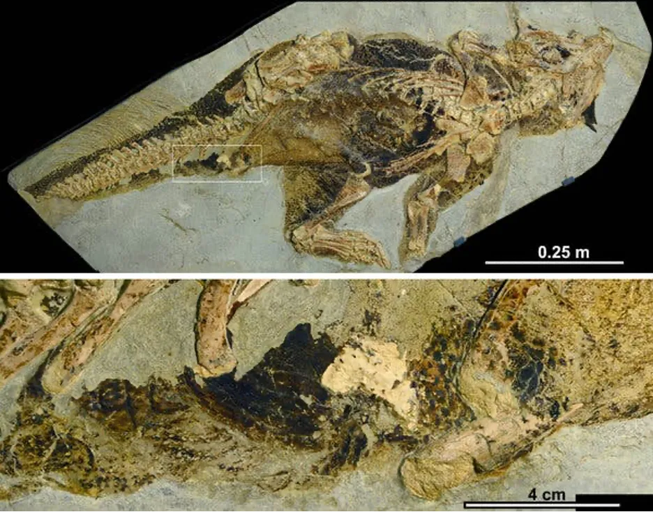Dinosaurio Cloaca Fósil