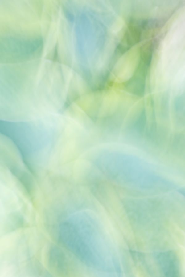 Lotta Hosta thumbnail