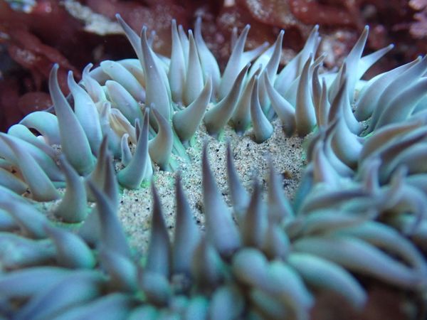 Tidepool anemone thumbnail