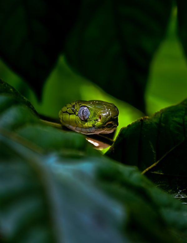 Green Cat Snake thumbnail