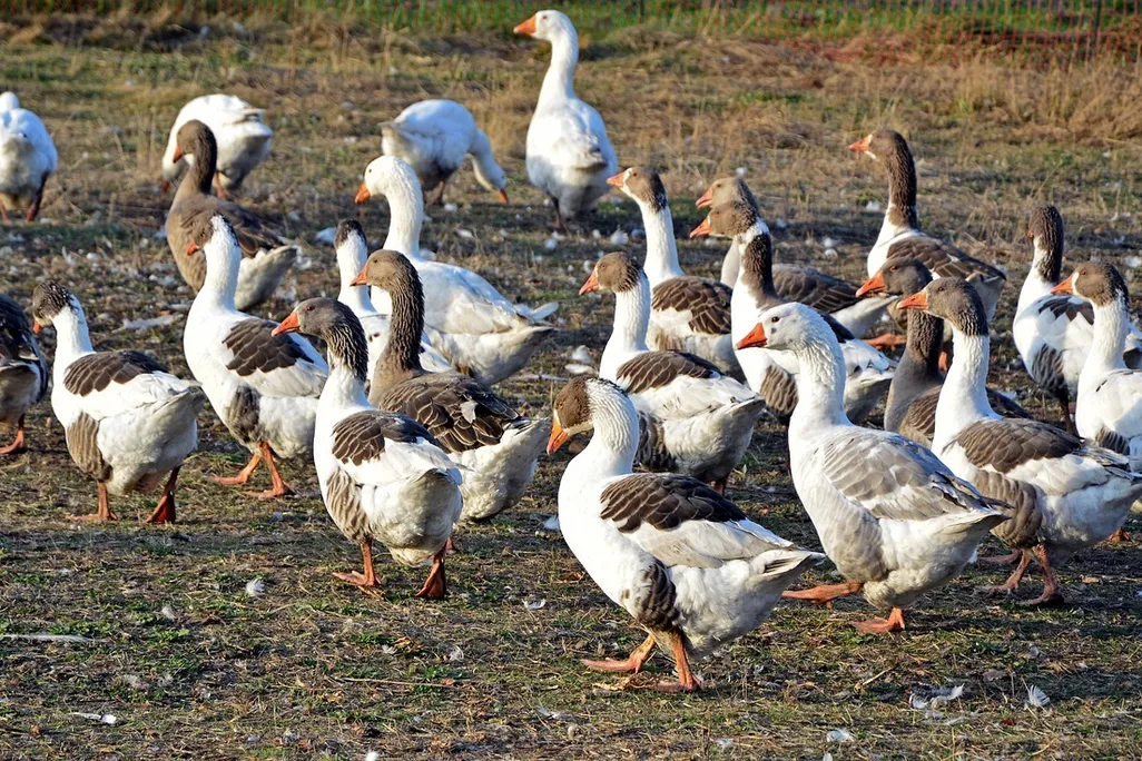 flock of white and brown geese on grassy field