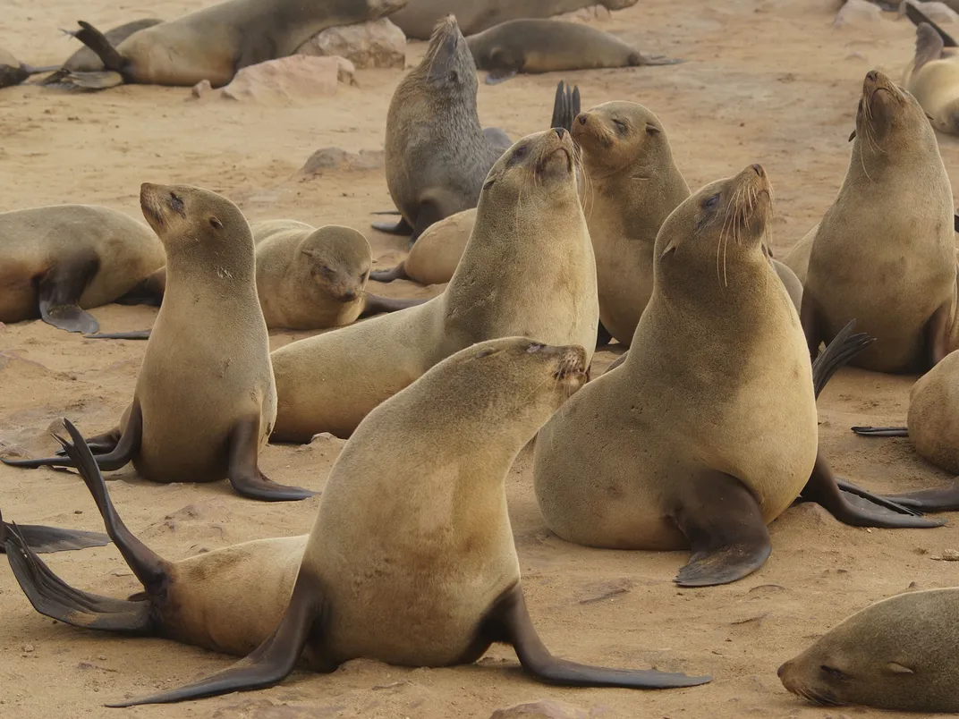 a group of brown fur seals on a beach