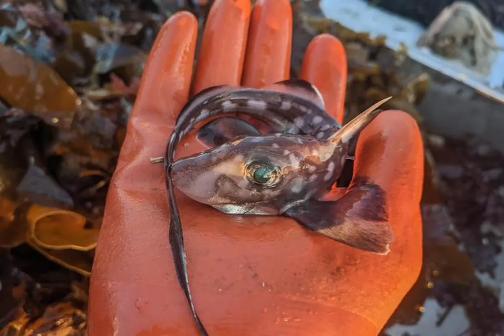 a spotted ratfish sits in a person's hand