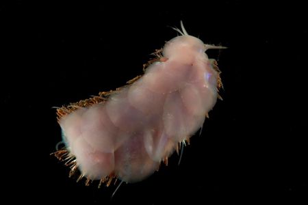 New species of scaleworm, Peinaleopolynoe.