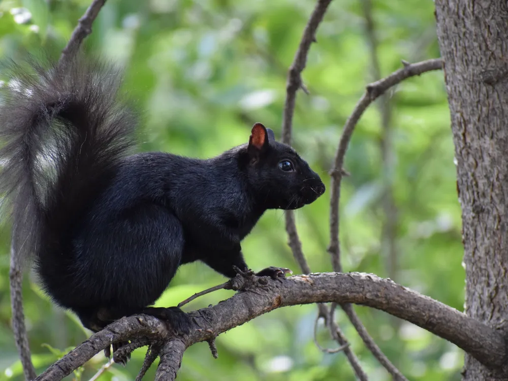 Calgary_black_squirrel.jpg