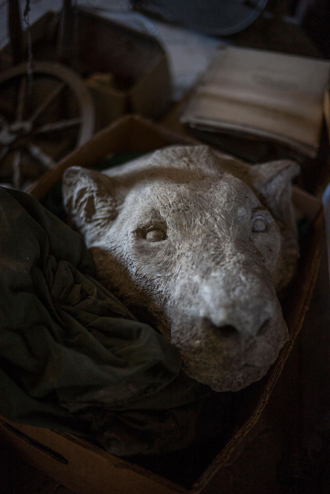 A realistic plaster head of a lioness sculpted by Bonheur and discovered by Brault in a dusty attic. Photograph by Claudine Doury via the Smithsonian Magazine.