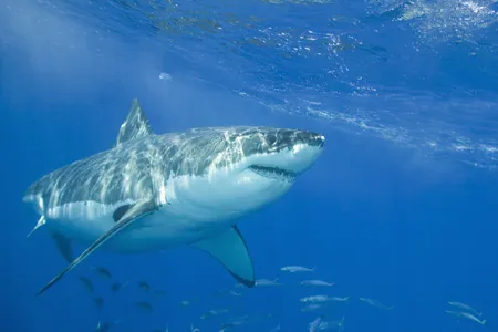 A system in testing off the coast of Cape Town uses an electric field to safely ward off predators.