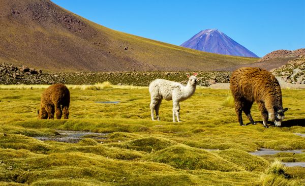 Alpaca grazing on the remote Bolivian altiplano thumbnail
