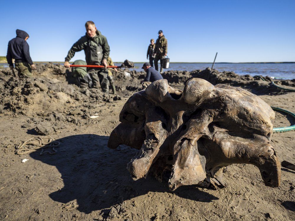 Woolly Mammoth Skeleton With Intact Ligaments Found in Siberian Lake |  Smart News| Smithsonian Magazine