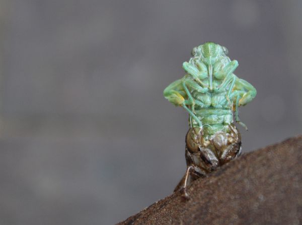 A Cicada 5 minutes from a new beginnning. thumbnail