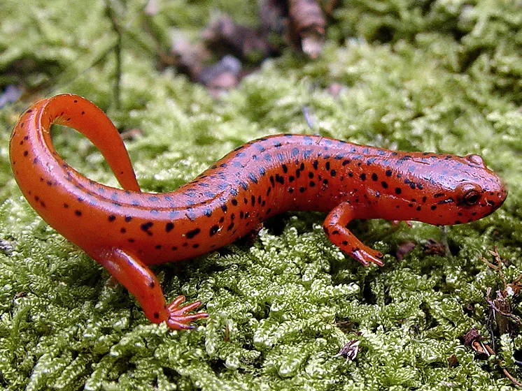 Northern Red Salamander
