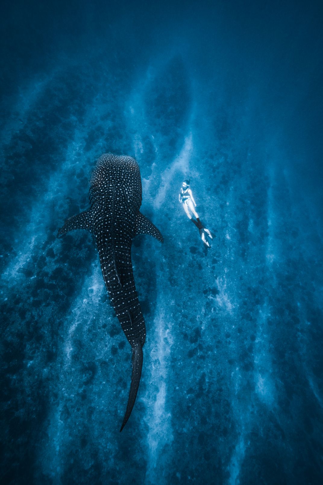 A diver encounters a majestic whale shark at the seafloor of the Maamigili Beru reefs