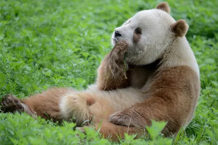 The remains likely belong to a Qinling panda rather than a Sichuan panda. Pictured: Qi Zai, a Qinling panda born in captivity