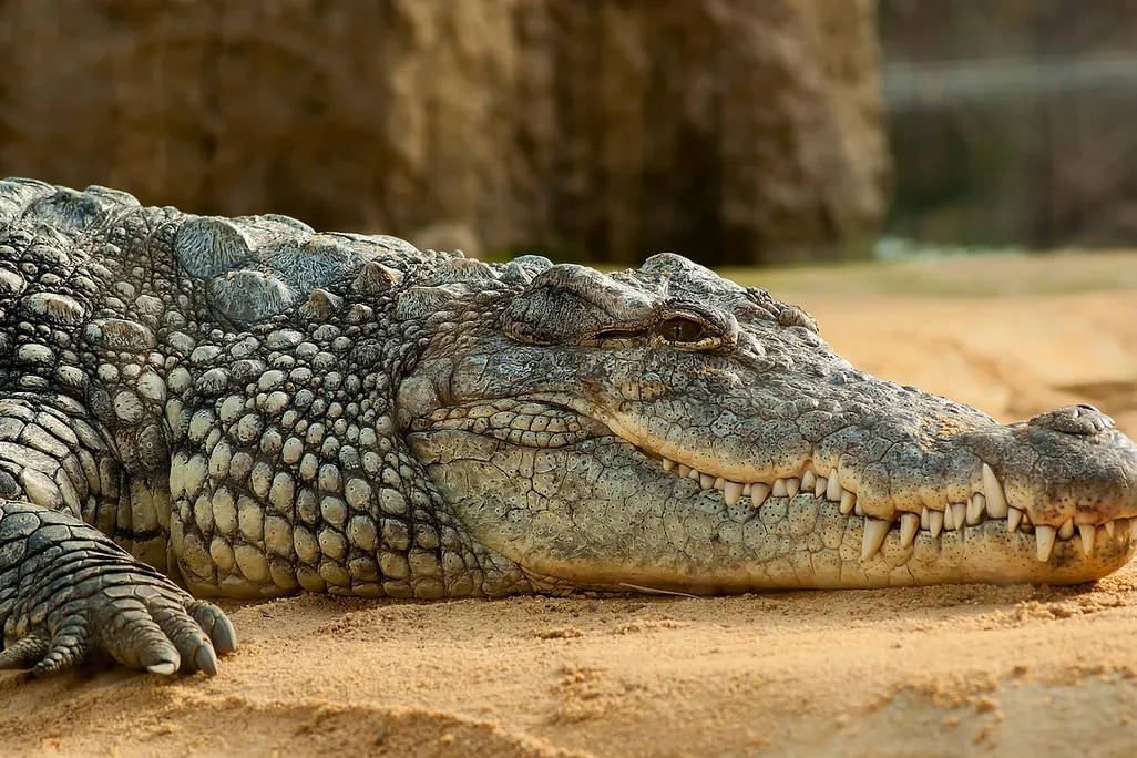 A crocodile lays in the sand