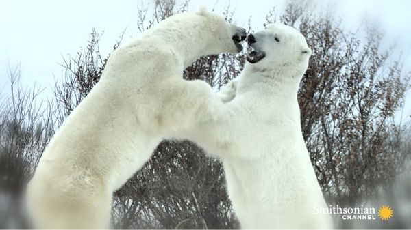 Preview thumbnail for A Beloved Alpha Polar Bear Near the End of His Life