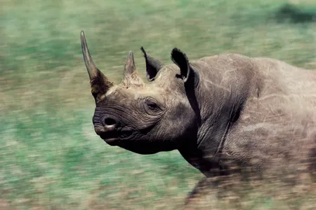 A critically endangered black rhino in Namibia. 
