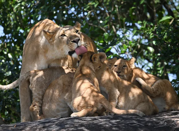 One lick at a time, mom keeps the pride in line in the Serengeti thumbnail