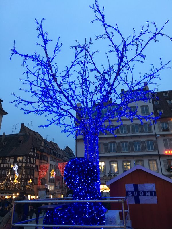 Closeup of blue French Christmas tree thumbnail