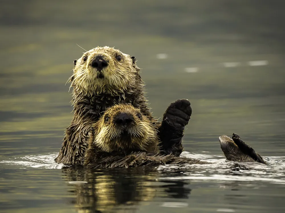 two otters swim in water