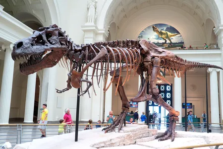 Most regular visitors of Chicago's Field Museum are on a first-name basis with Sue, the Tyrannosaurus rex skeleton that adorns the museum's front hall. 