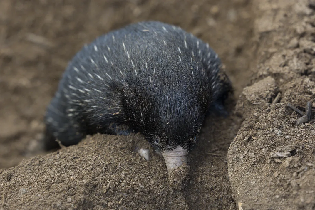 An echidna digging in the dirt