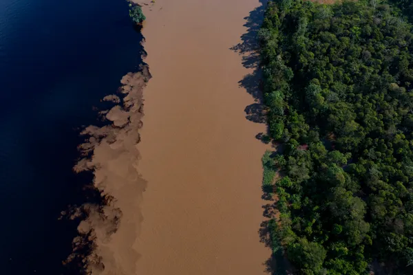 Tricolored Amazon thumbnail