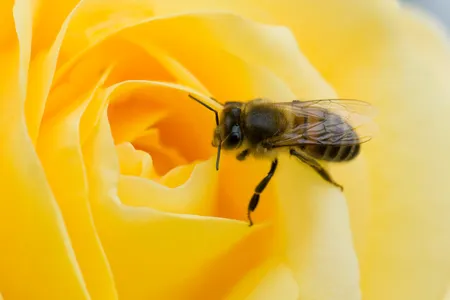 Australian researchers have shown that bees can distinguish nothing from various positive numbers.