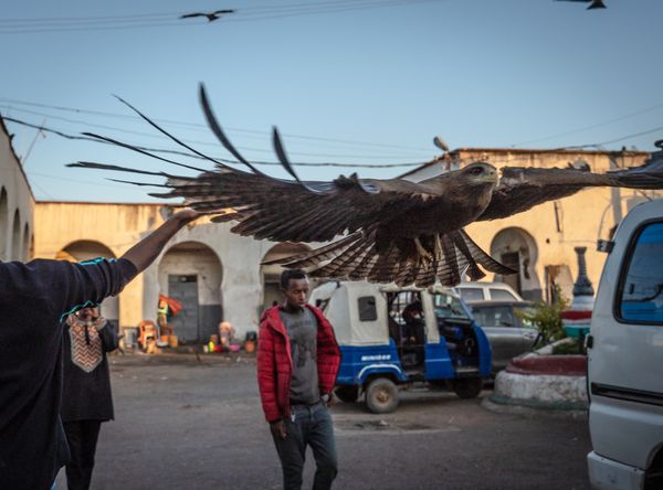 A Kite in Harar thumbnail