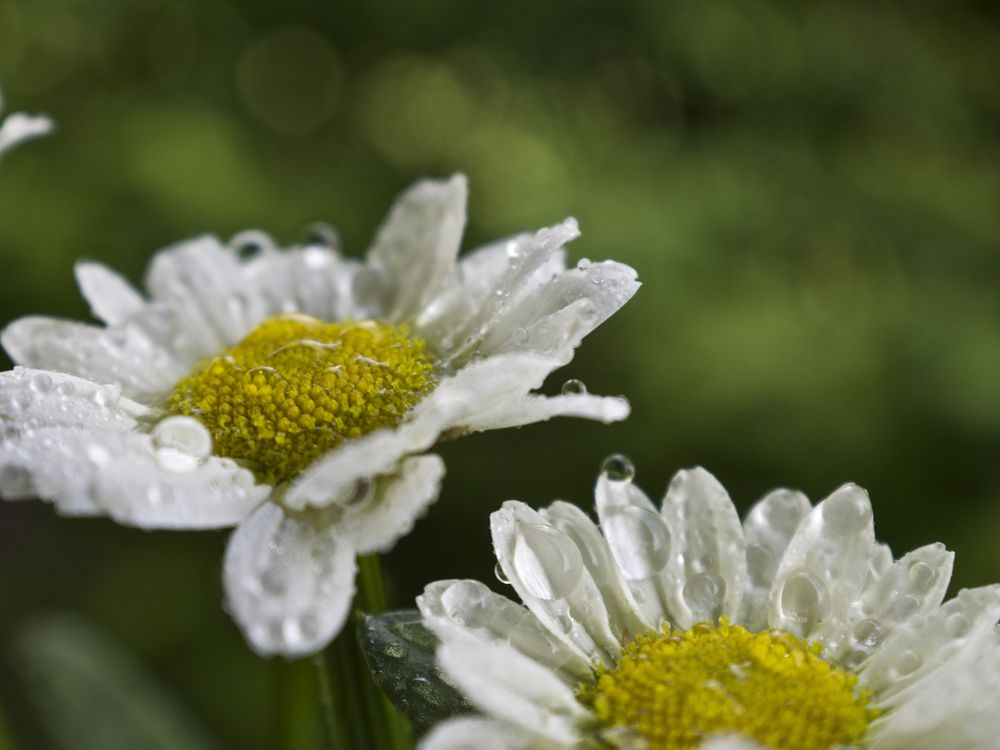 Daisies After The Rain Smithsonian Photo Contest Smithsonian Magazine