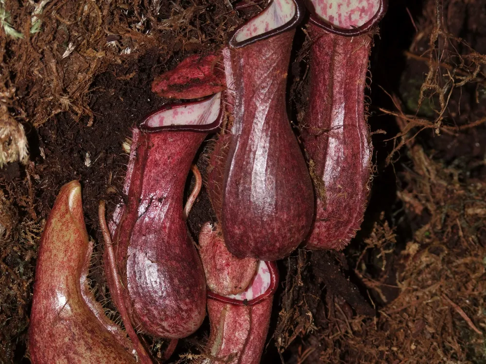 The underground pitchers of Nepenthes pudica 2