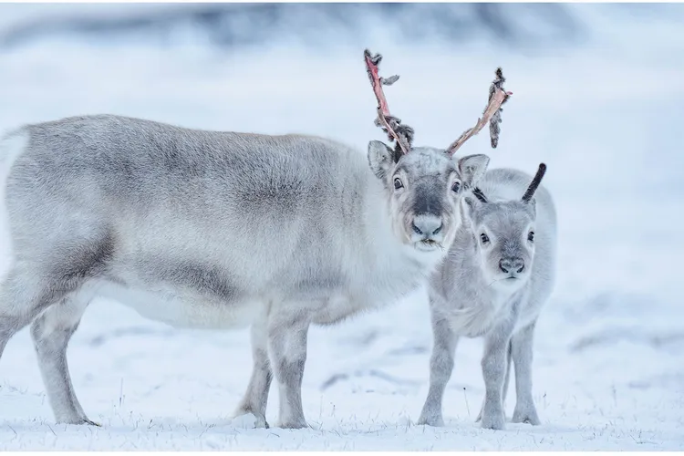 Opener - reindeer