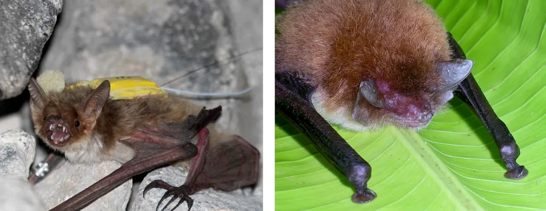 Two bat species side-by-side for comparison.