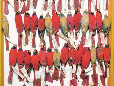 Art photographer Terry Evans' 2001 colorful homage to museum collections, titled Fields Museum, Drawer of Cardinals, Various Dates.