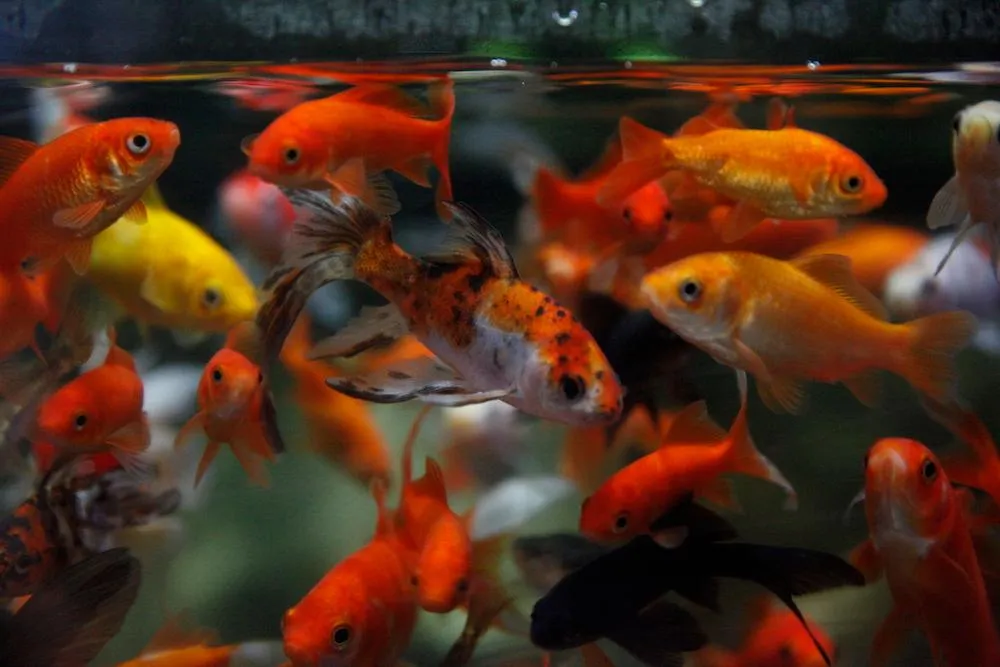 The Paris Aquarium Is Giving Unwanted Goldfish a Second Chance