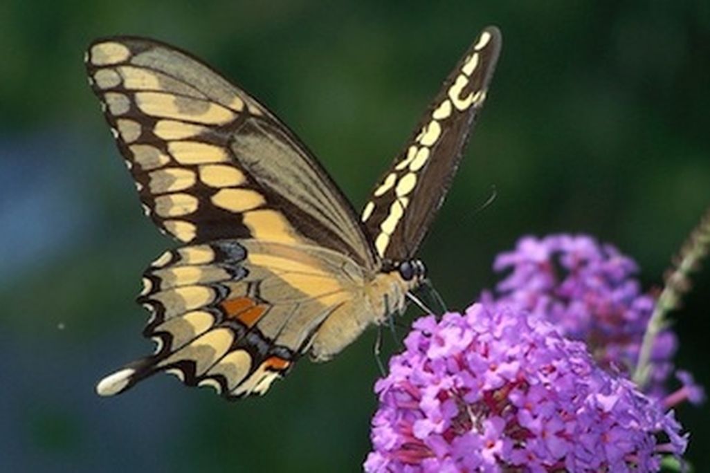 The giant swallowtail