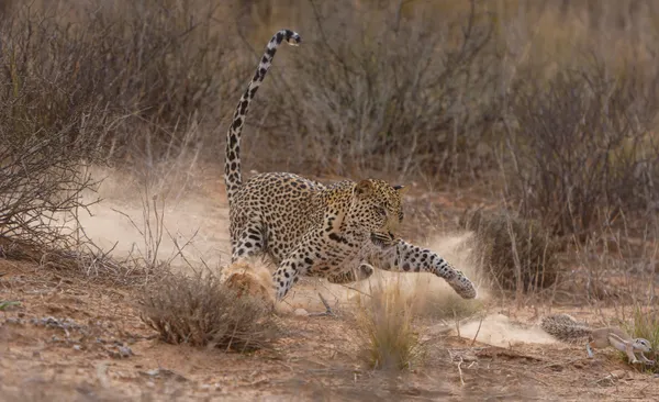 Leopard chasing squirrel thumbnail