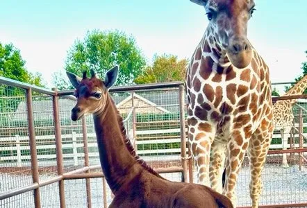The rare all-brown giraffe was born in July.