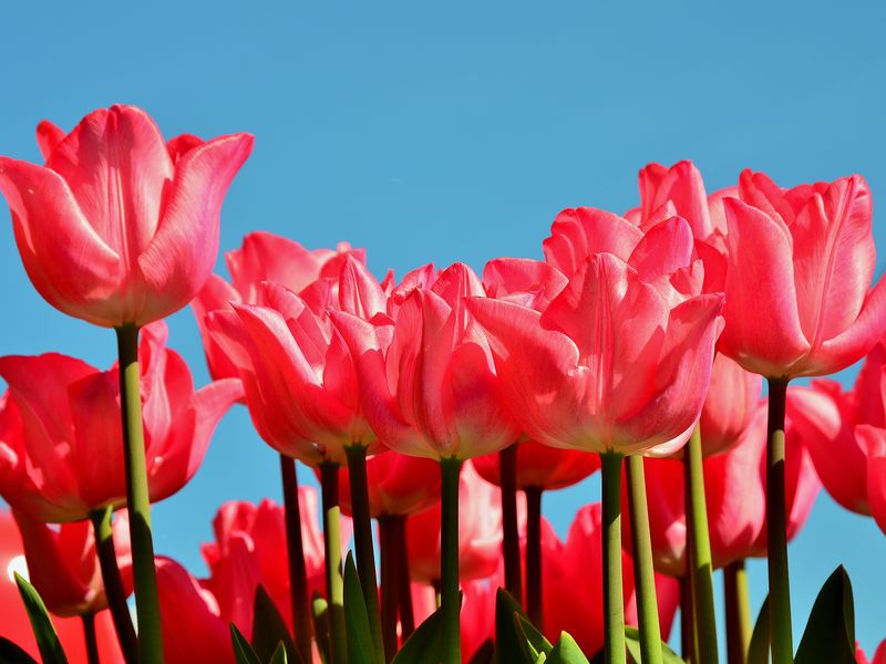 Pink Tulips | Smithsonian Photo Contest | Smithsonian Magazine