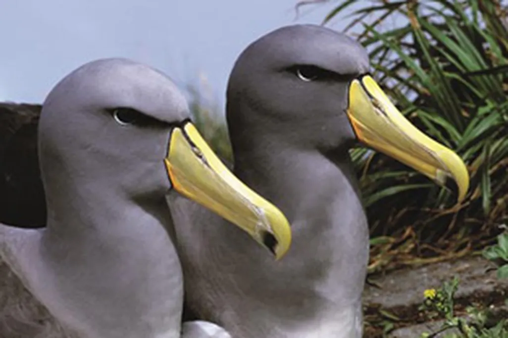 albatross species